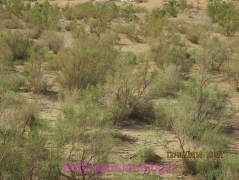 تاغستان_17