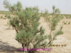 جاذبه های گردشگری 