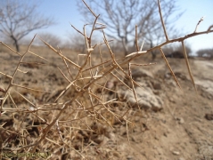 روستای حسن آباد